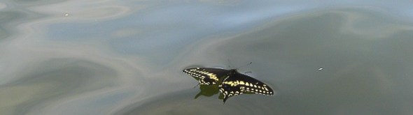 cropped-butterfly-floating-2.jpg